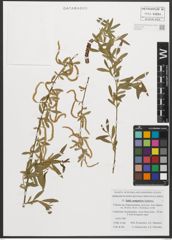 Foto von Salix songarica Andersson